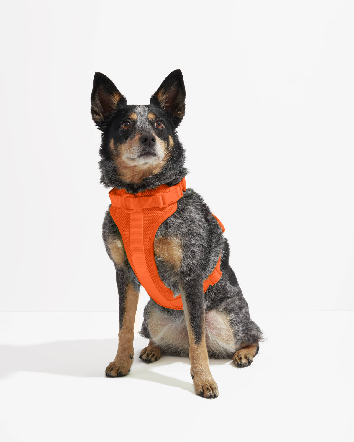 Adjustable Comfort Dog Harness: Moss / SMALL