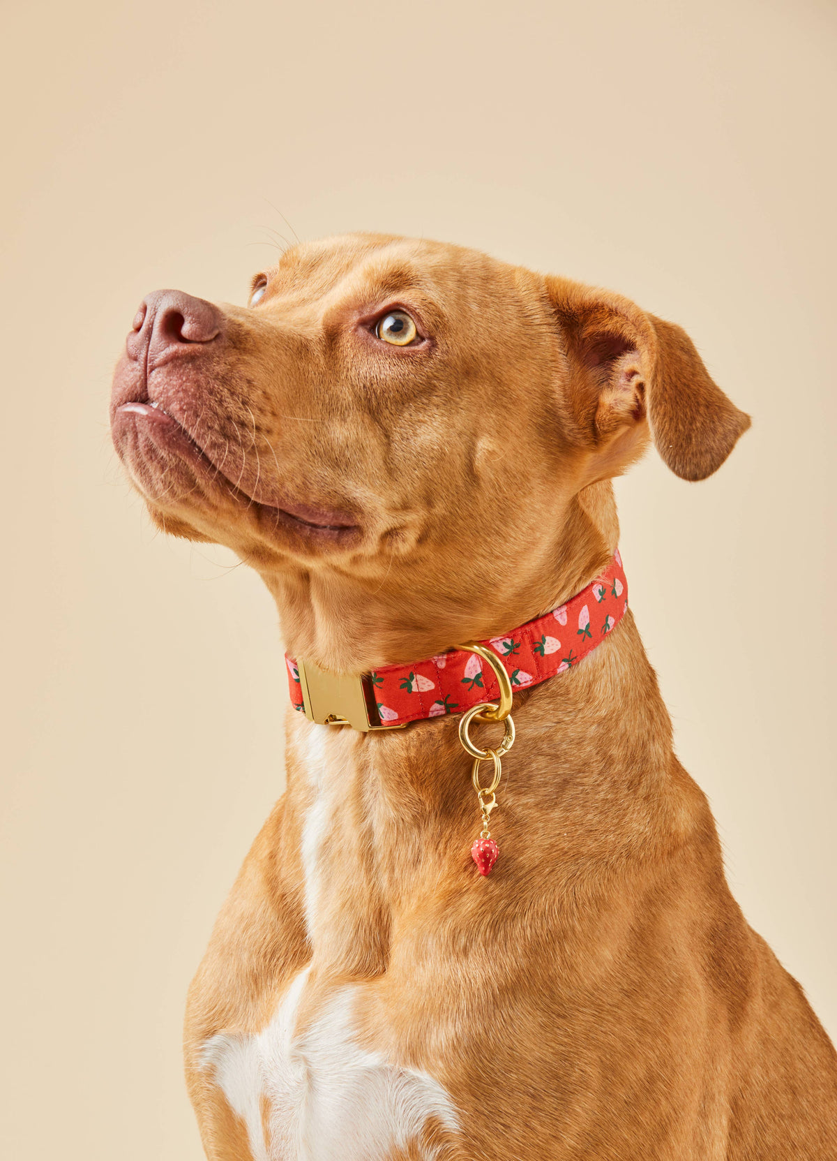 Berry Sweet Dog Collar: S / Gold