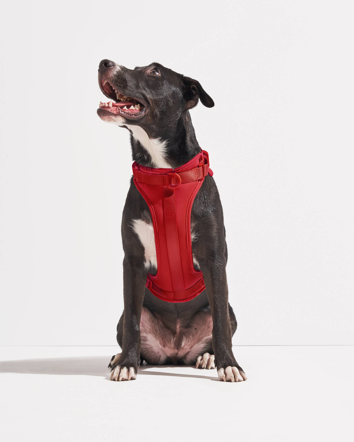Adjustable Comfort Dog Harness: Spruce / MEDIUM