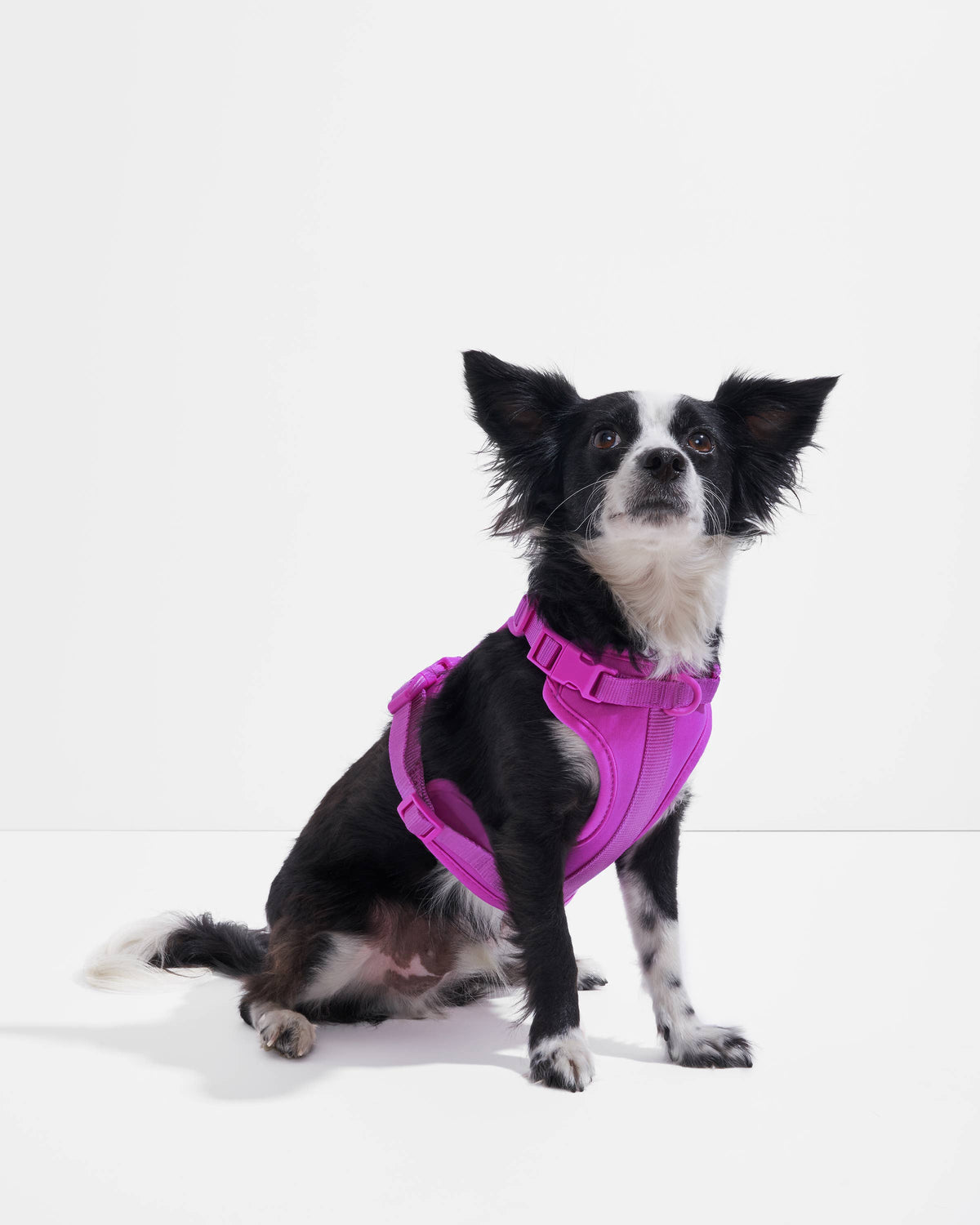 Adjustable Comfort Dog Harness: Moss / SMALL