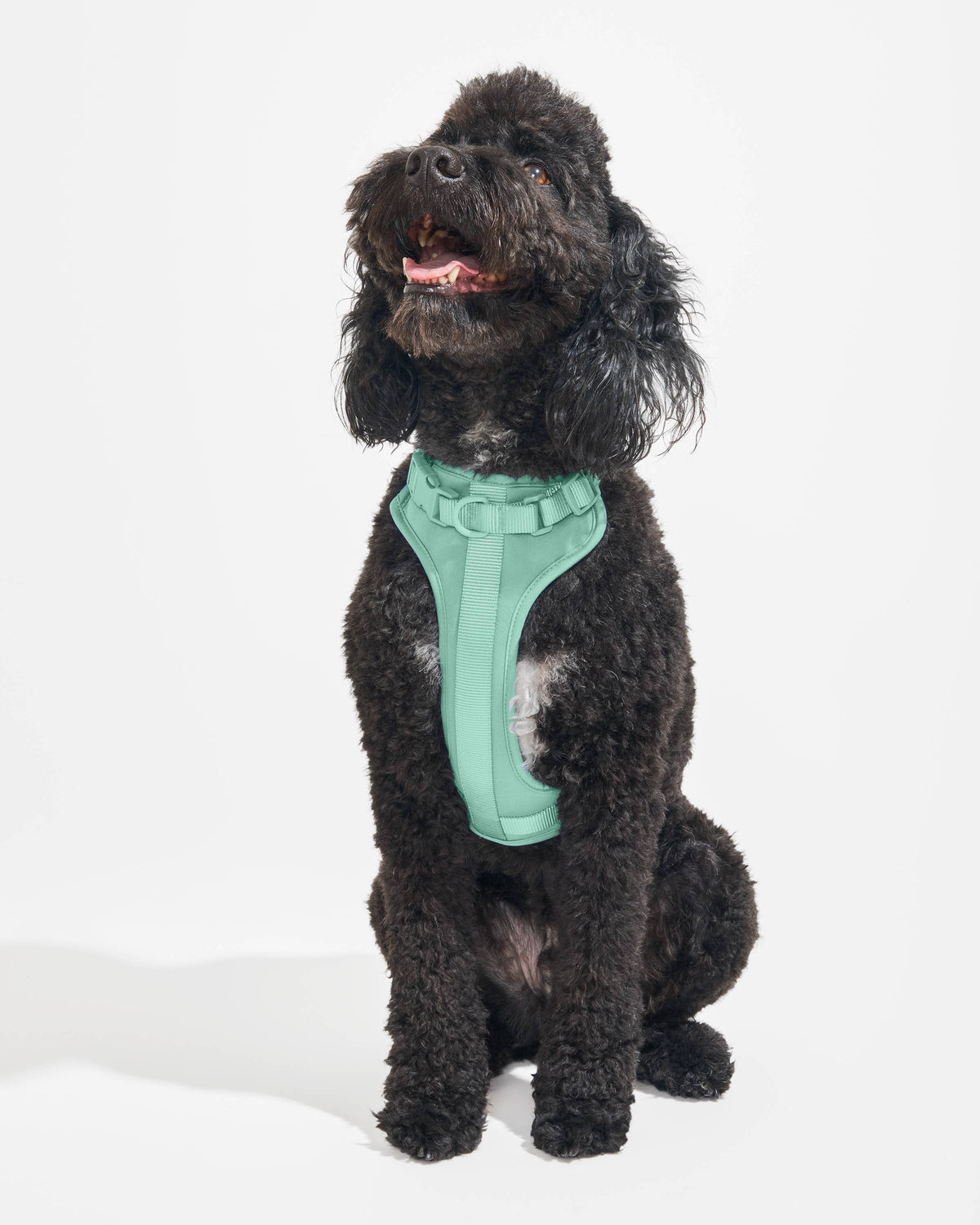 Dog Harness - SEAFOAM! NEW COLOR!: Seafoam / LARGE