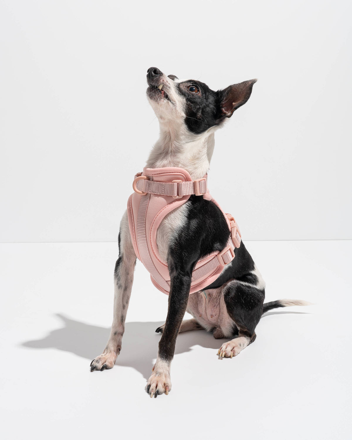 Adjustable Comfort Dog Harness: Moss / SMALL