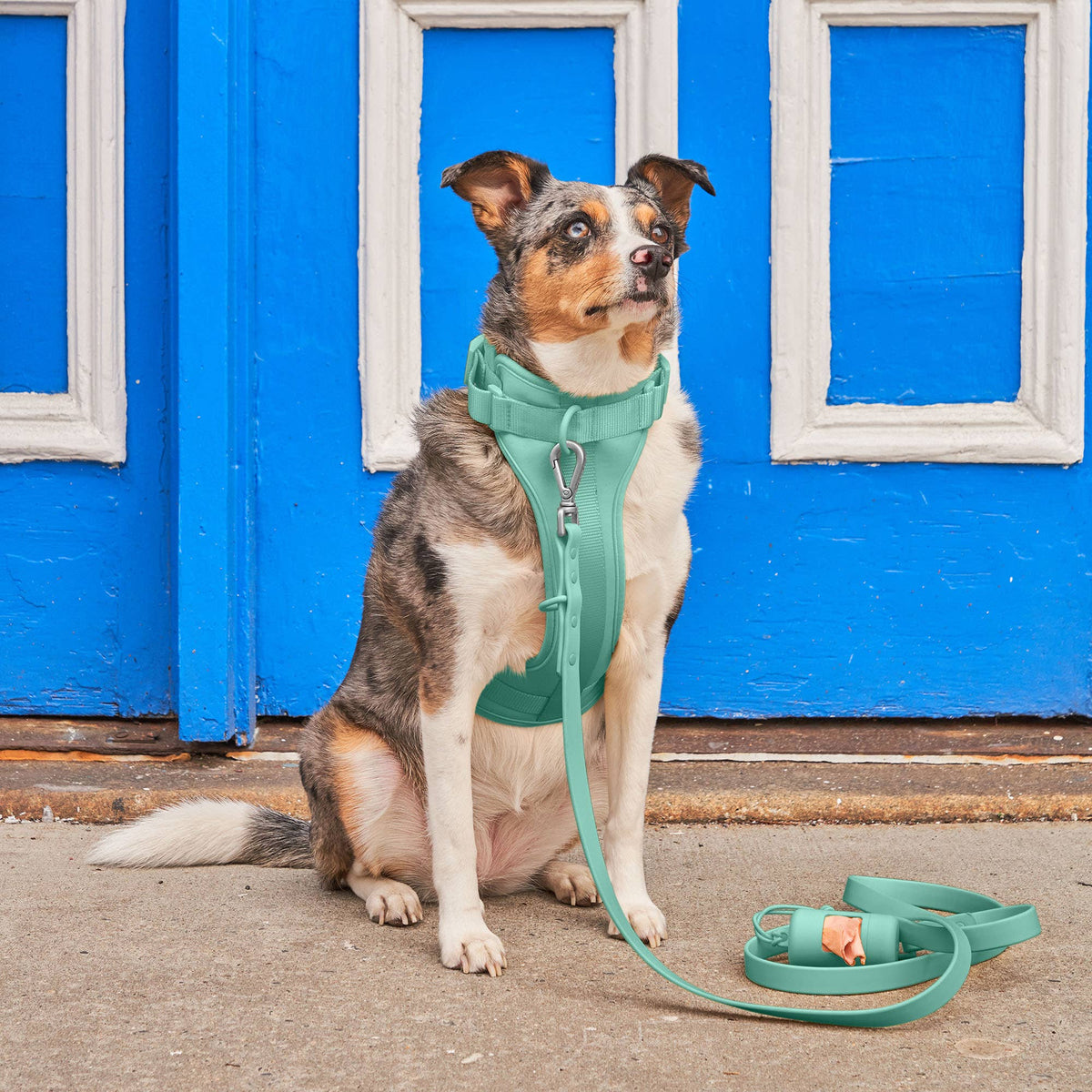 Dog Harness - SEAFOAM! NEW COLOR!: Seafoam / LARGE