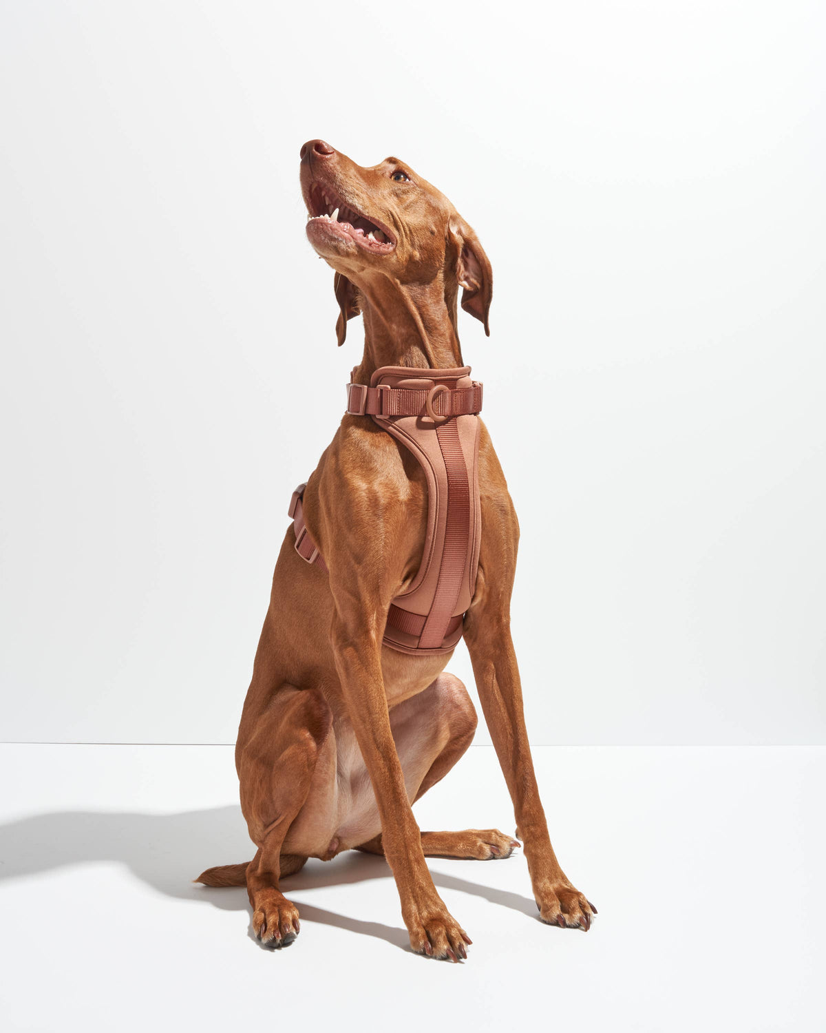 Adjustable Comfort Dog Harness: Spruce / MEDIUM