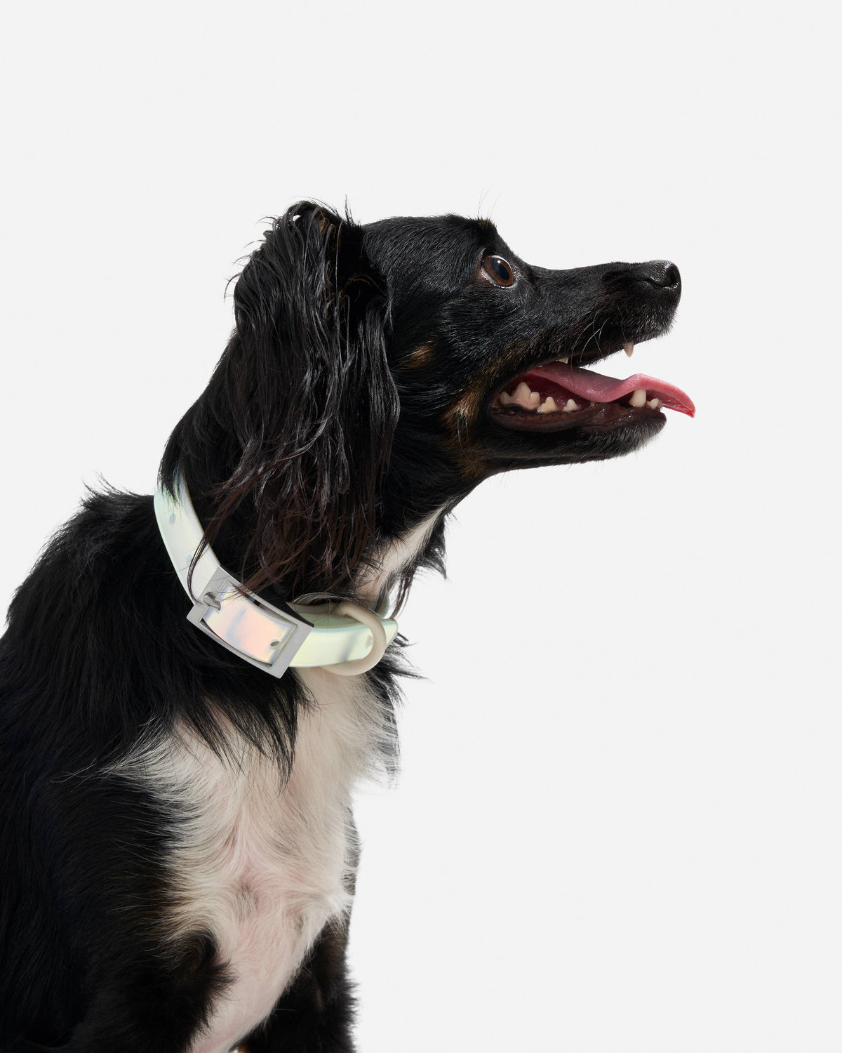 Dog Collar - Holographic Lunar NEW!: LARGE / Holographic Lunar