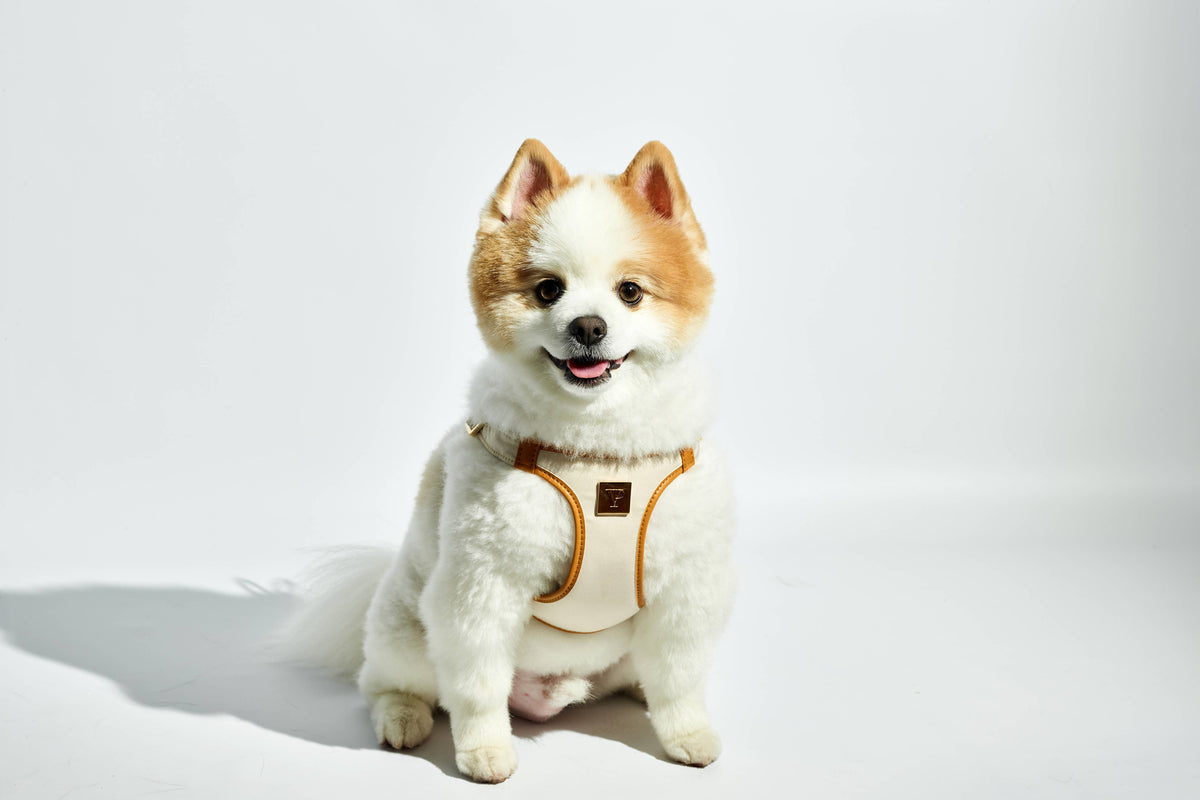 Denim Victorian 88 & Gold Harness: 1