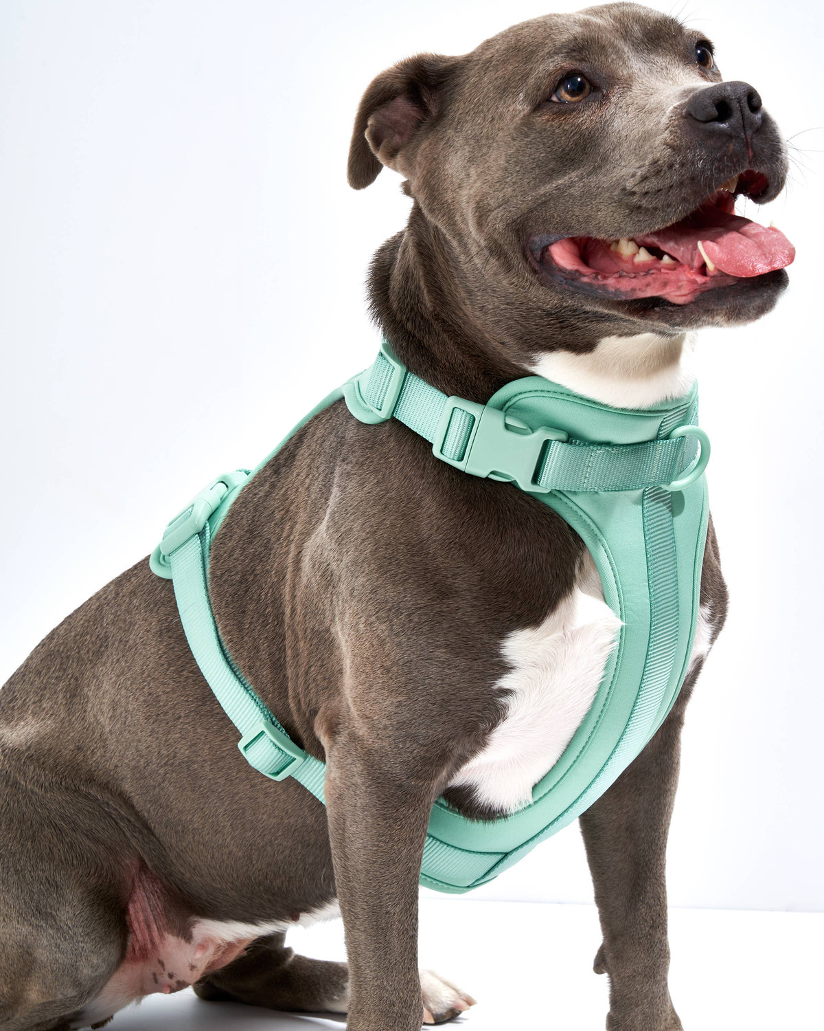 Dog Harness - SEAFOAM! NEW COLOR!: Seafoam / LARGE