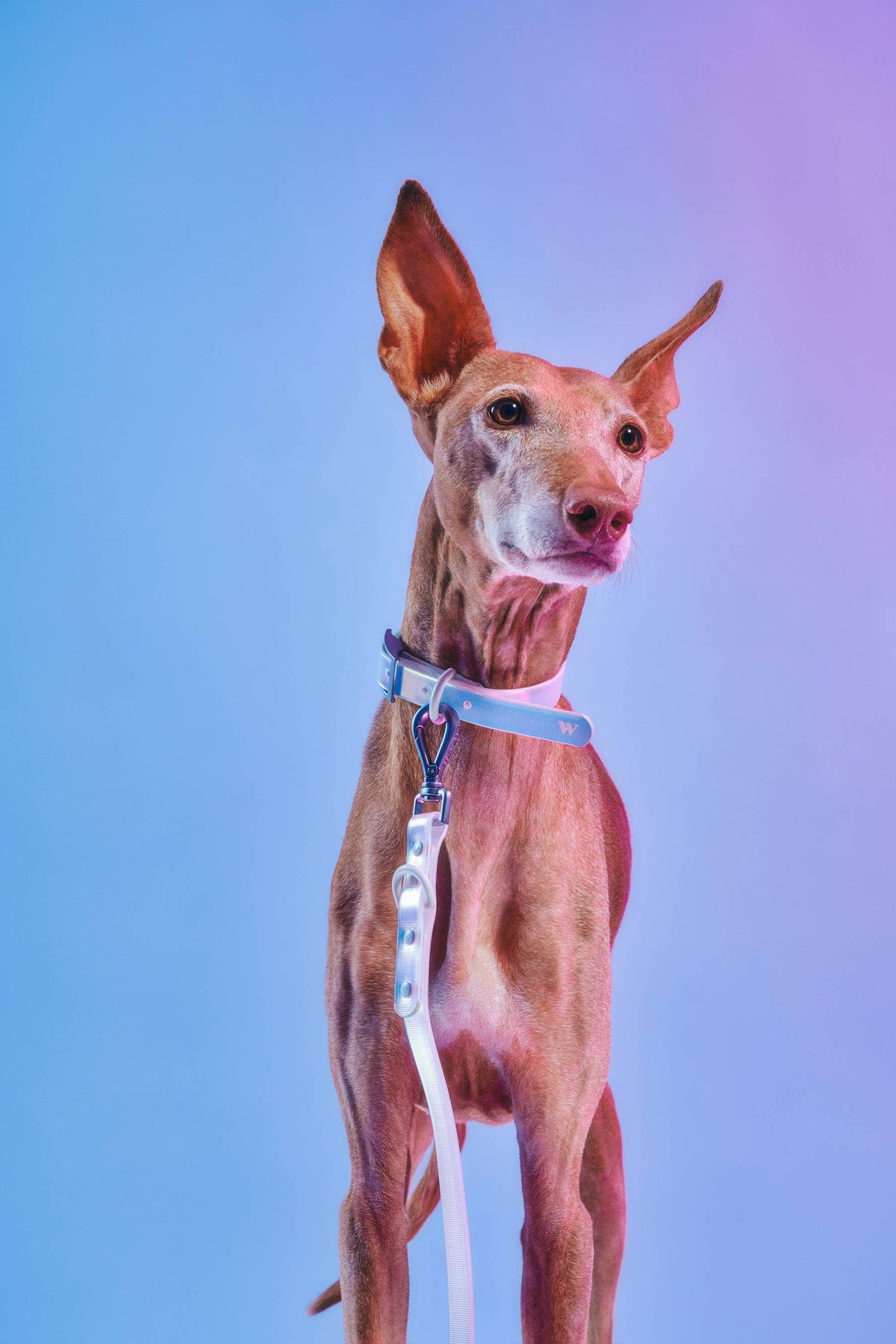 Dog Collar - Holographic Lunar NEW!: SMALL / Holographic Lunar