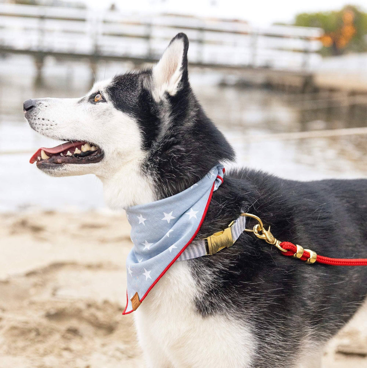 Liberty Summer Dog Bandana: Large