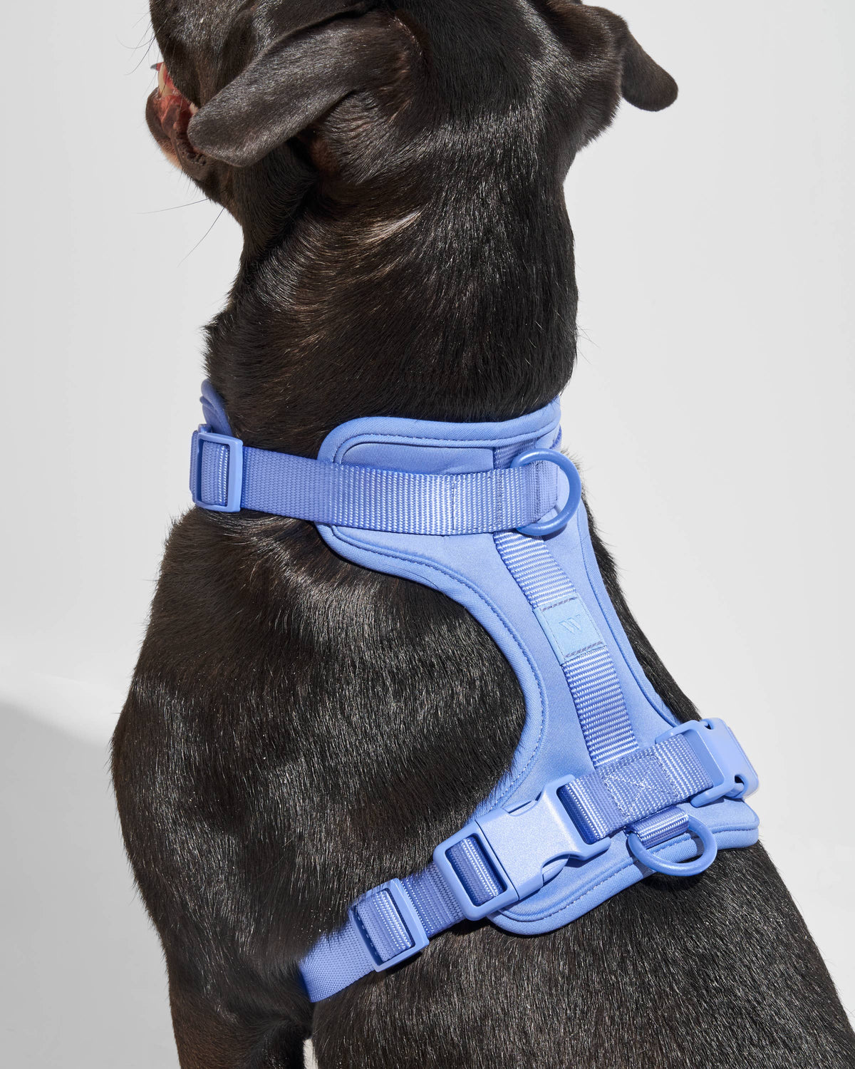 Adjustable Comfort Dog Harness: Orchid / MEDIUM