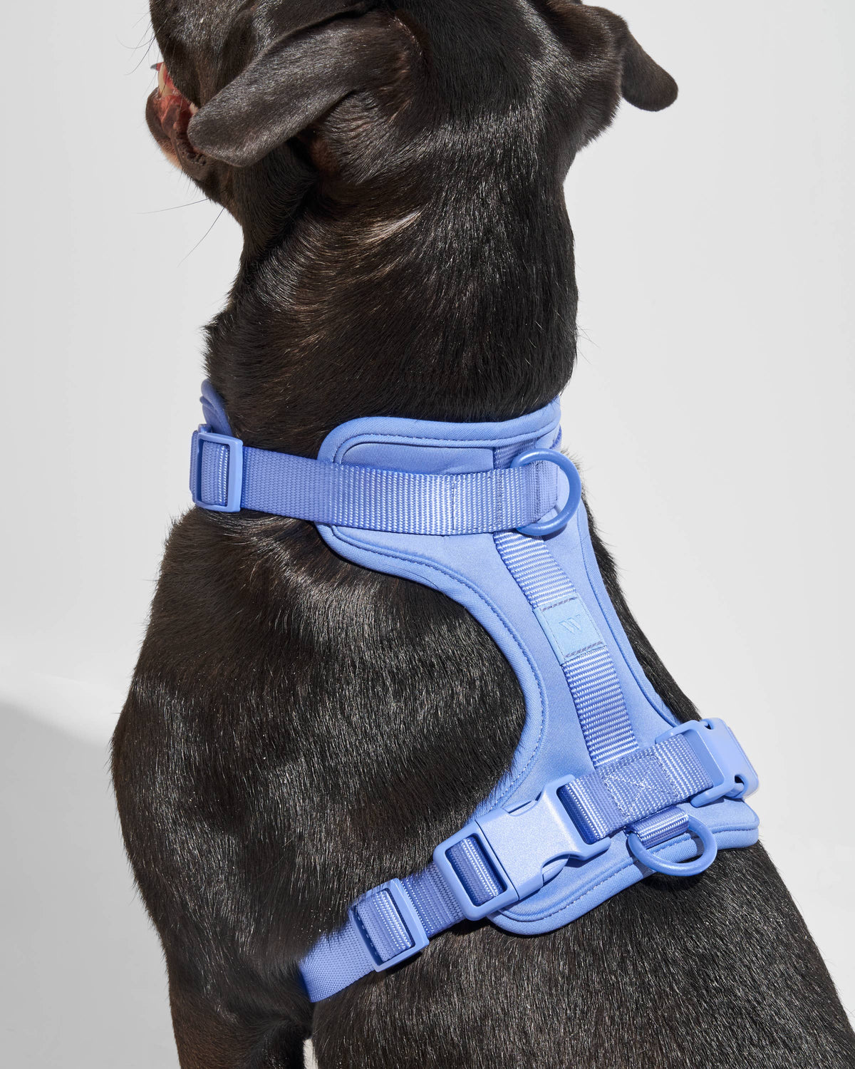 Adjustable Comfort Dog Harness: Spruce / MEDIUM