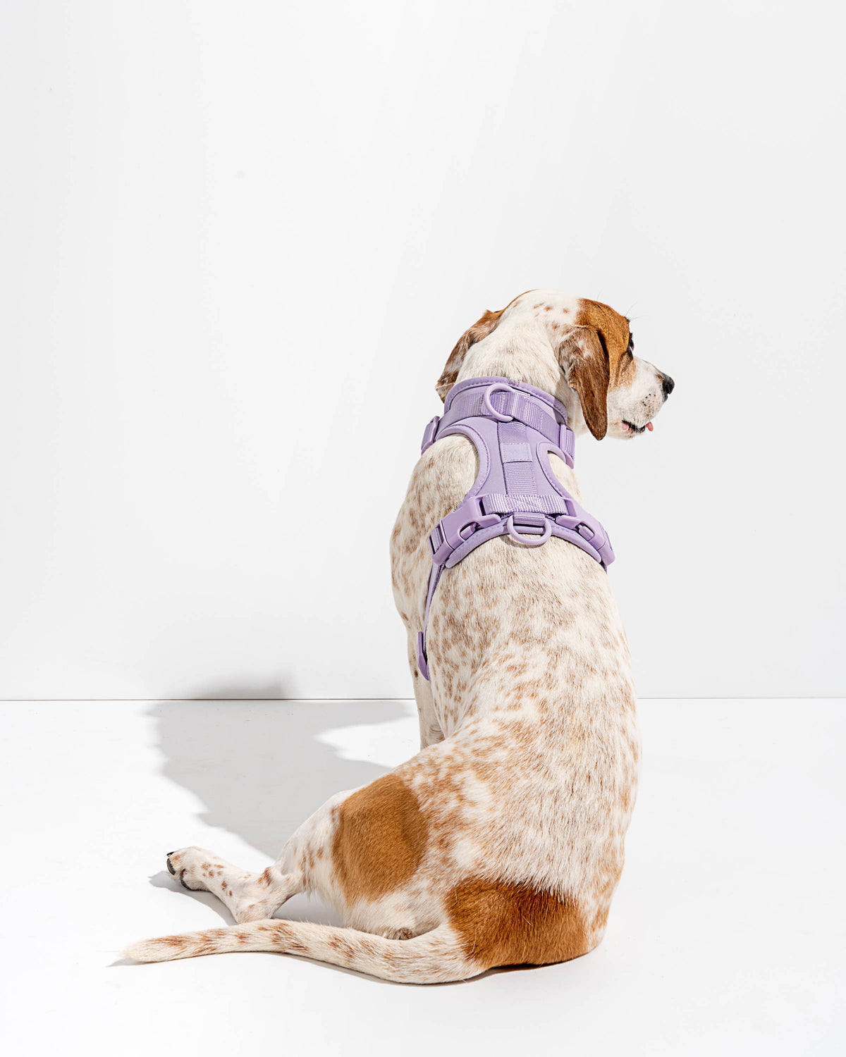 Adjustable Comfort Dog Harness: Moss / SMALL