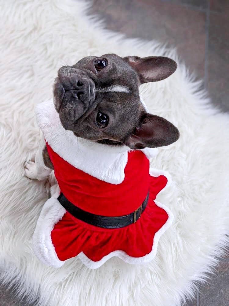 Mrs. Claus Dress – Festive Christmas Dog Outfit for Pets: S