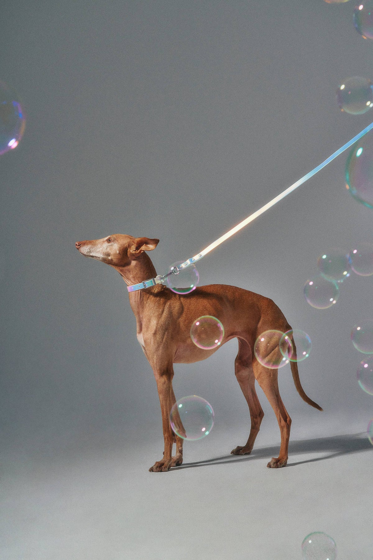 Dog Leash - Holographic Lunar NEW!: Standard / Holographic Lunar
