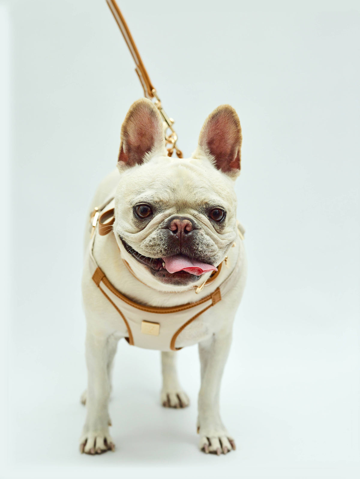 Denim Victorian 88 & Gold Harness: 1