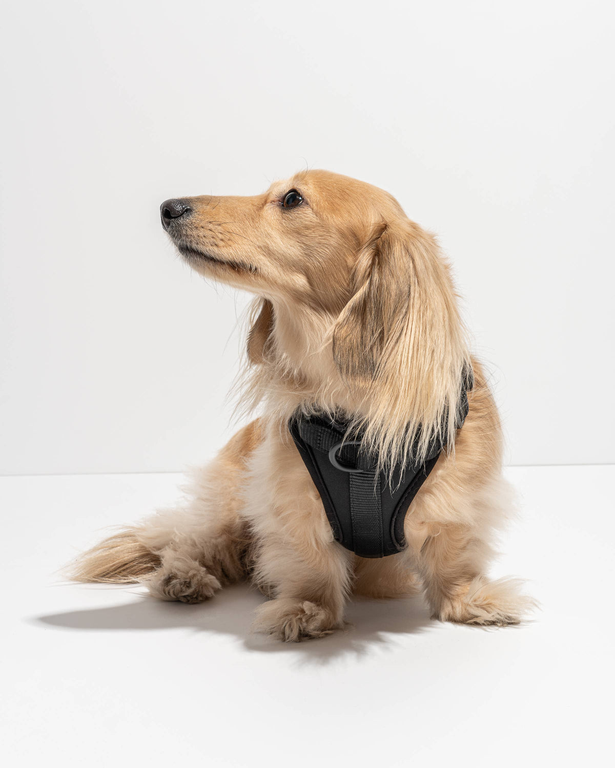 Adjustable Comfort Dog Harness: Moss / SMALL