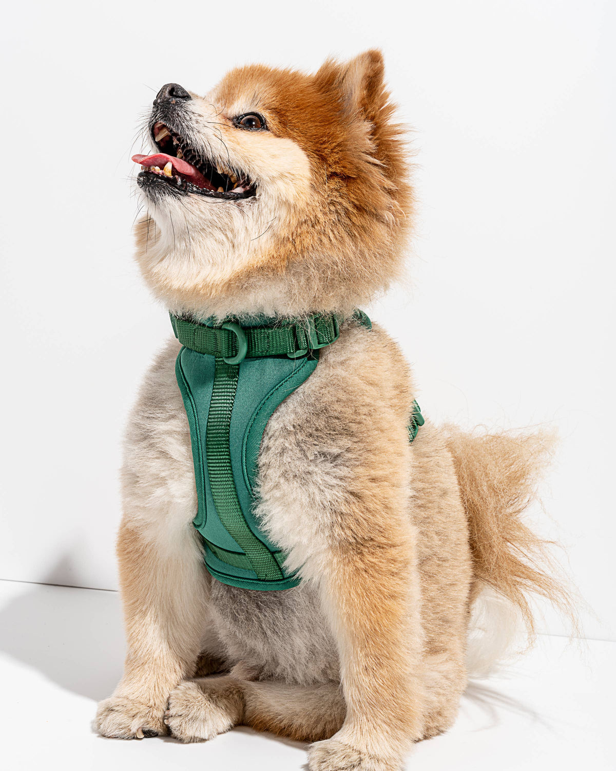 Adjustable Comfort Dog Harness: Moss / SMALL