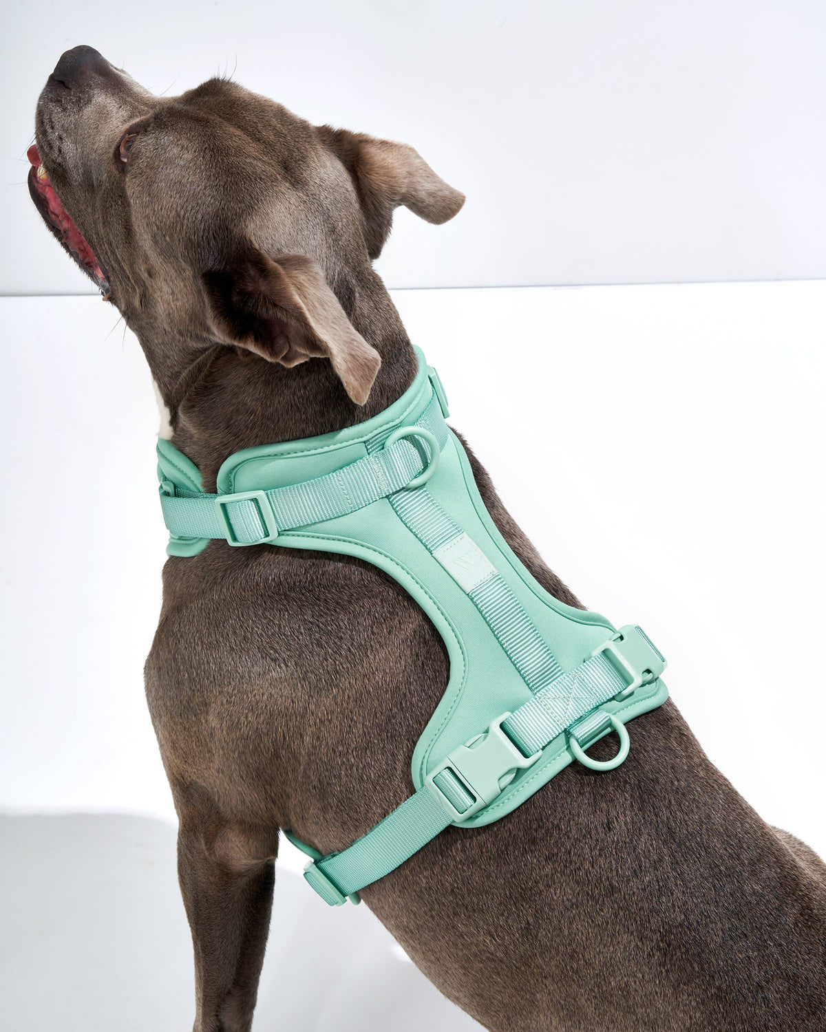 Dog Harness - SEAFOAM! NEW COLOR!: Seafoam / LARGE