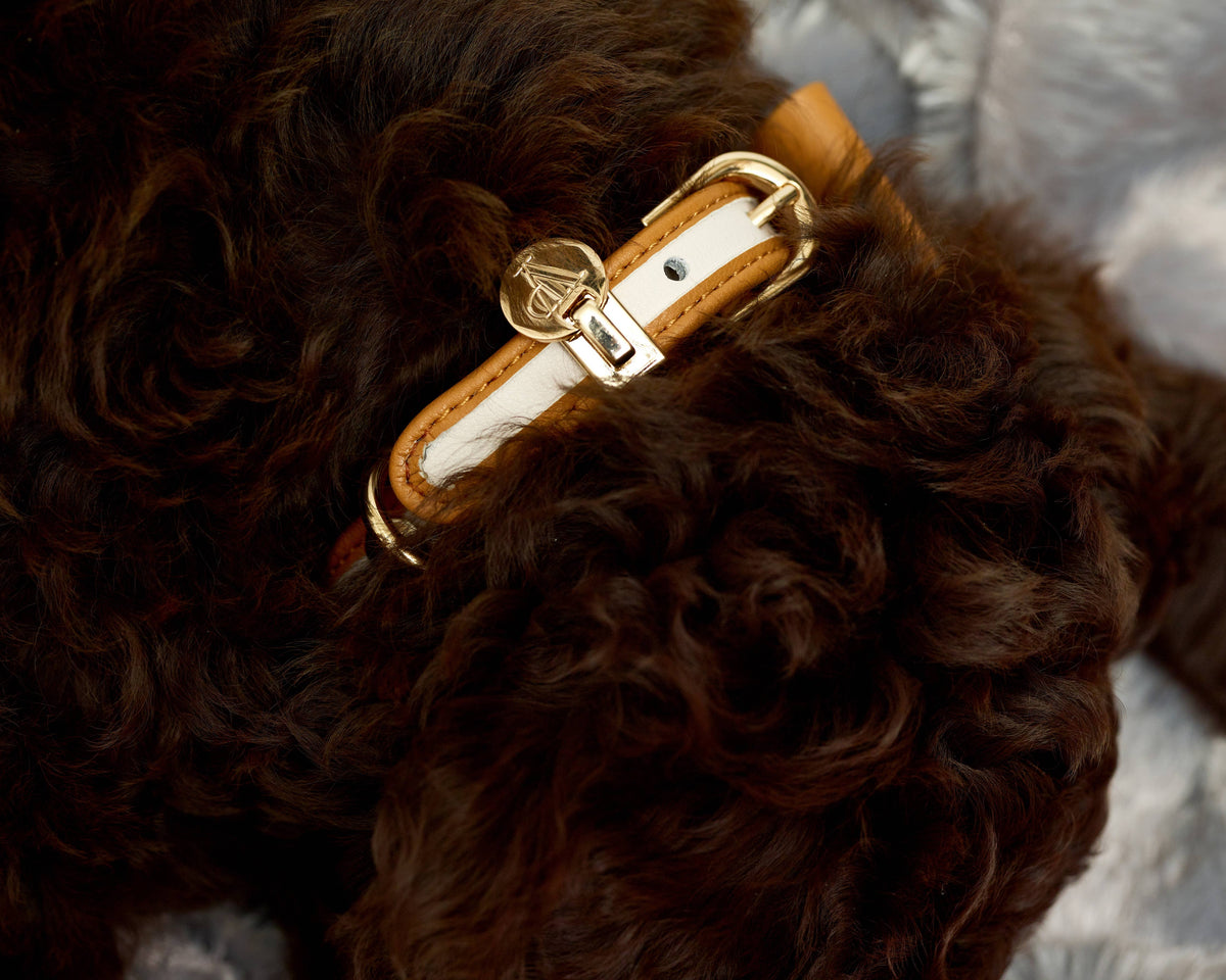 Denim Victorian 88 & Gold Collar: 1